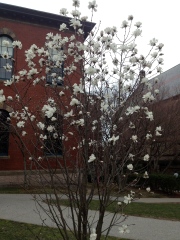 one of many magnolia trees on campus